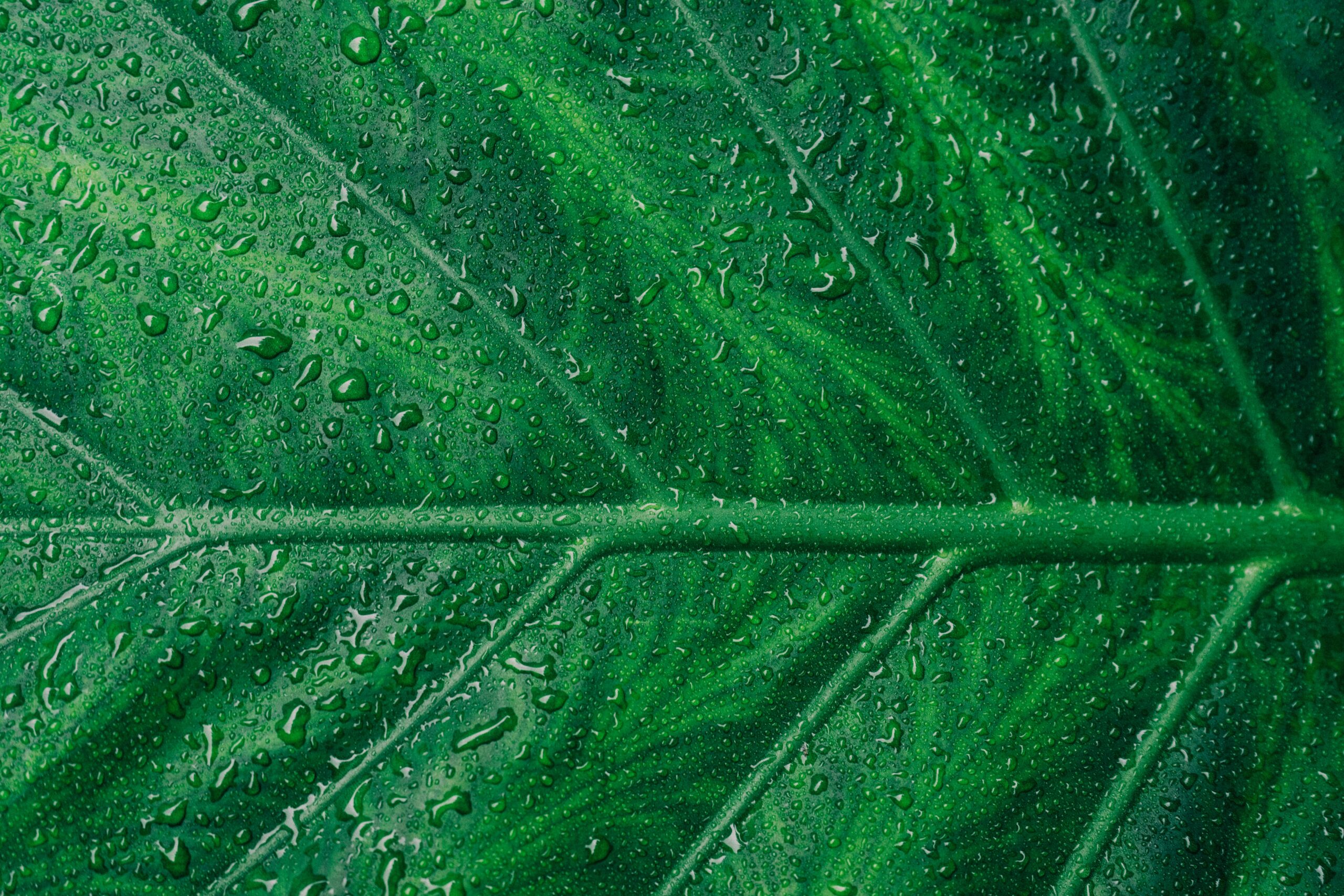 DEEE_Ecologic_LC_networks